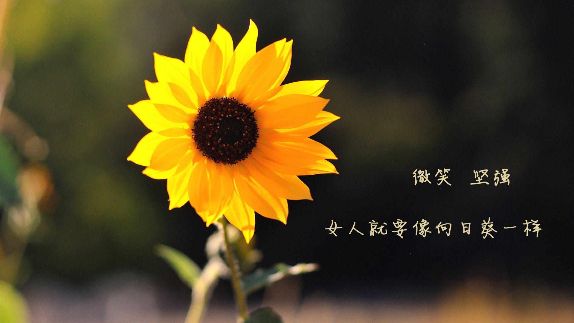 九游娱乐官网 (jiuyou)-欧洲预选赛中土耳其表现出色——实力脱颖而出，土耳其2021年欧洲杯预选赛成绩